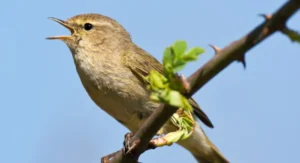 Birdsong Data from Merlin ID App to Help Global Biodiversity Project